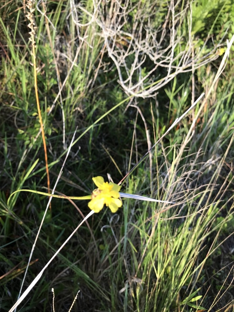 Coastal Plain Yelloweyed Grass