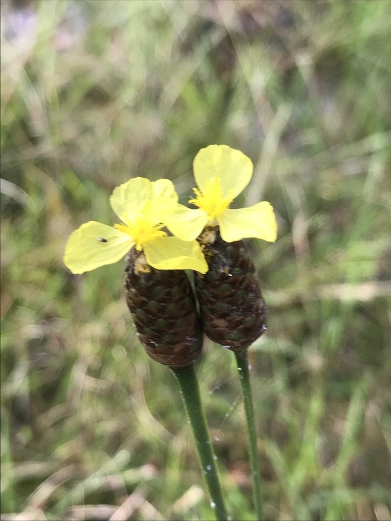 Coastal Plain Yelloweyed Grass photo 2
