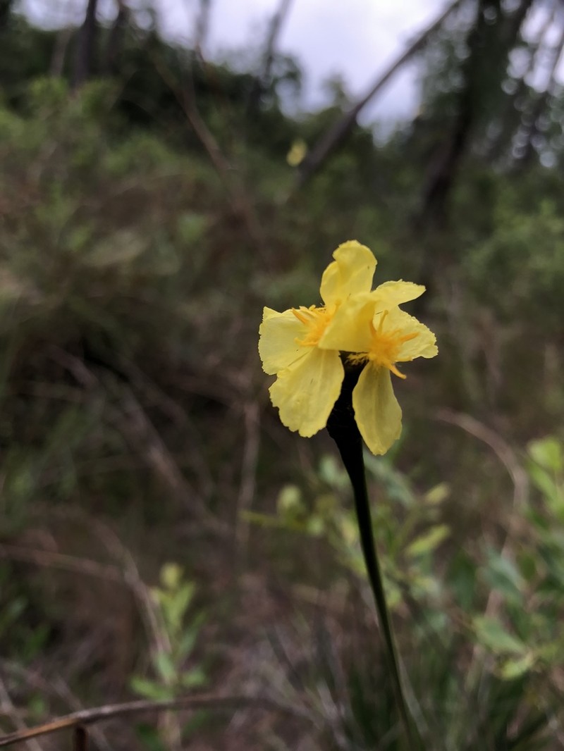 Coastal Plain Yelloweyed Grass photo 4