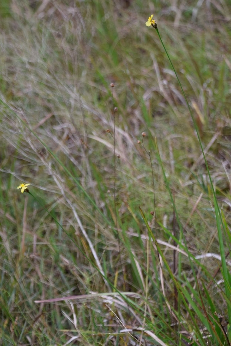 Coastal Plain Yelloweyed Grass photo 8