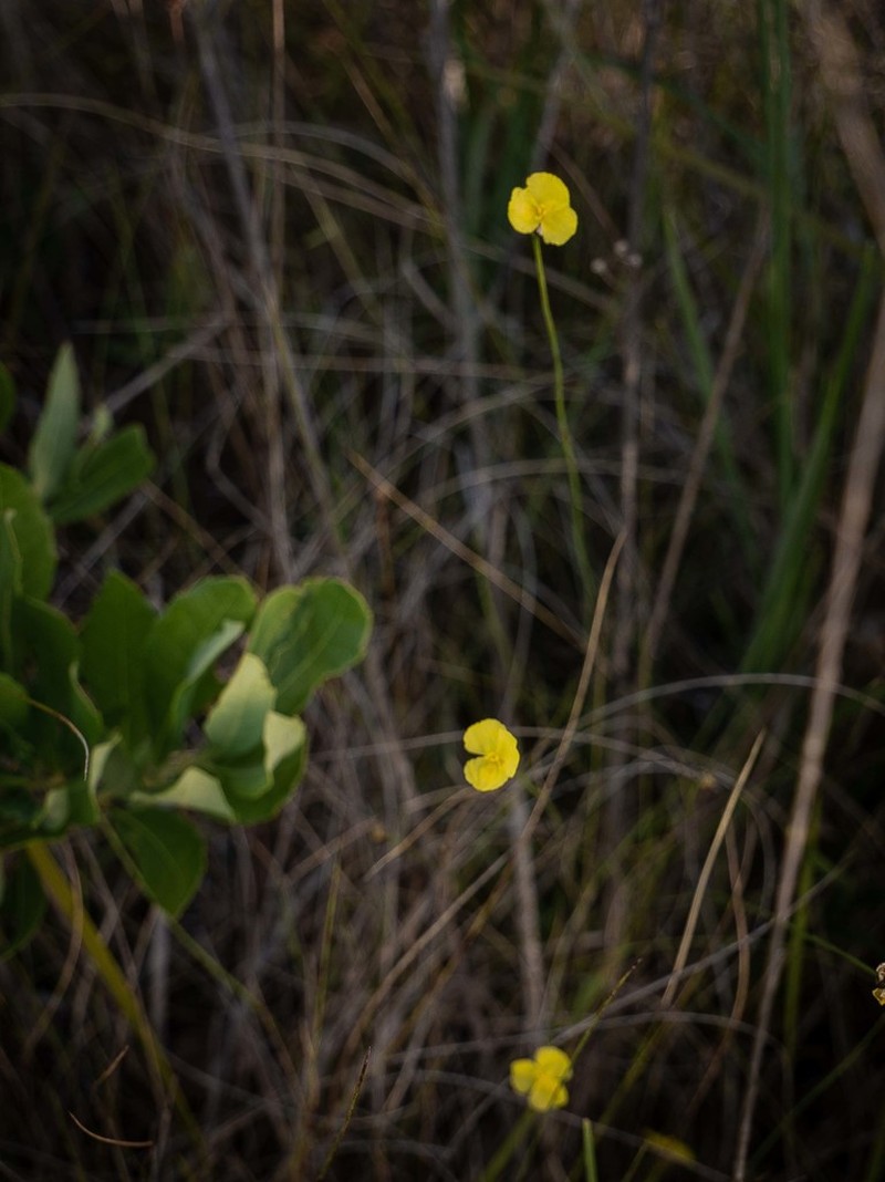 Baldwin's Yelloweyed Grass