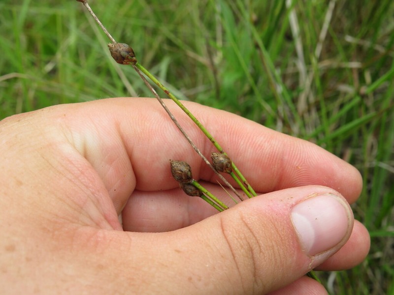 Baldwin's Yelloweyed Grass photo 2
