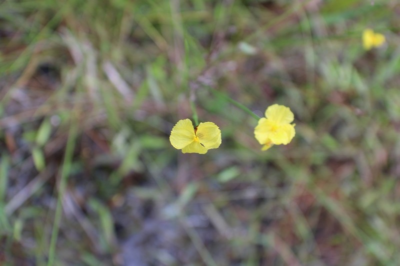 Baldwin's Yelloweyed Grass photo 3