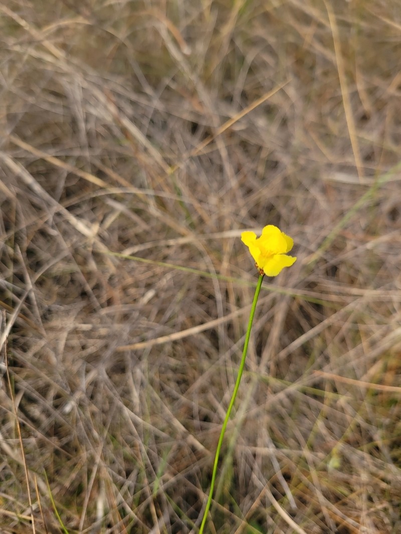 Baldwin's Yelloweyed Grass photo 4