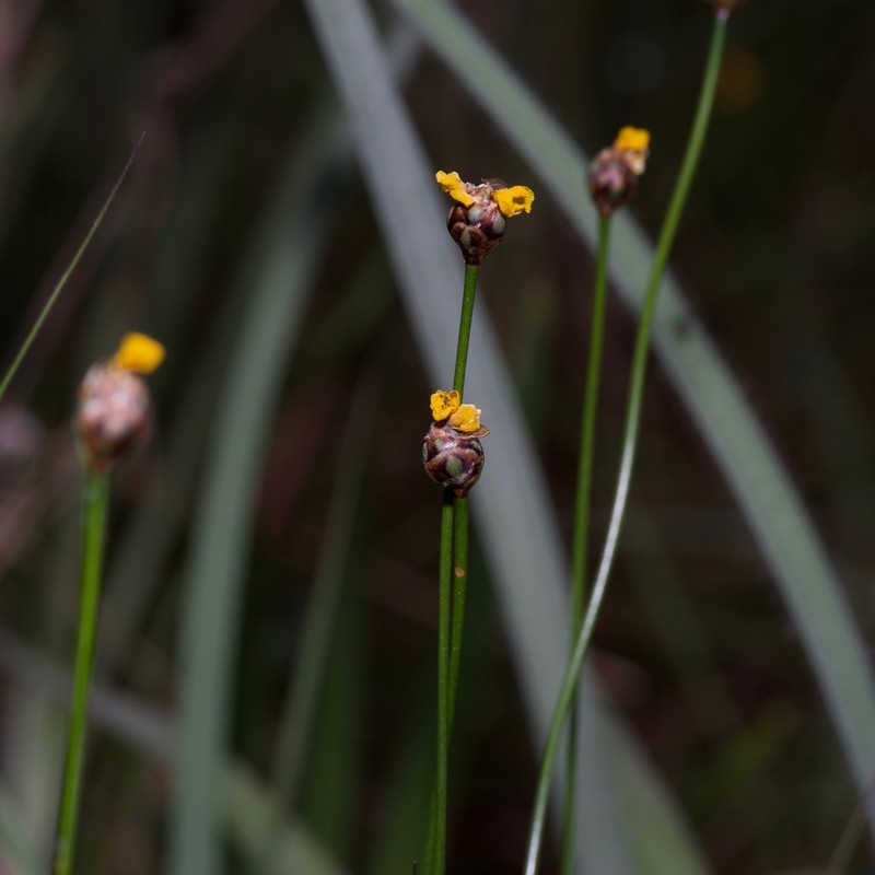 Baldwin's Yelloweyed Grass photo 5