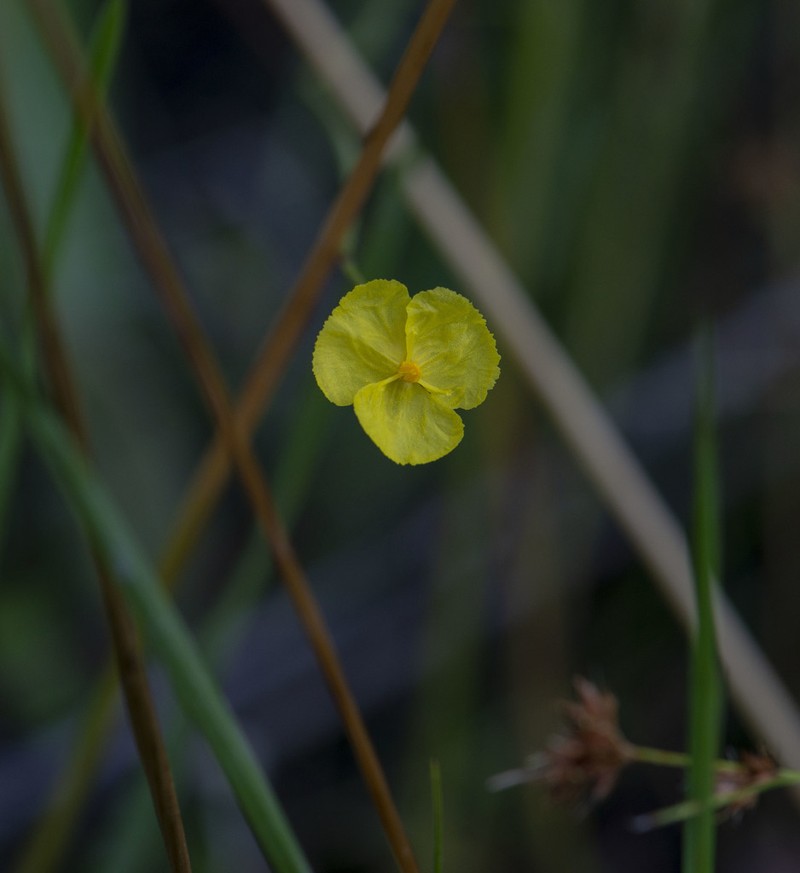 Baldwin's Yelloweyed Grass photo 6