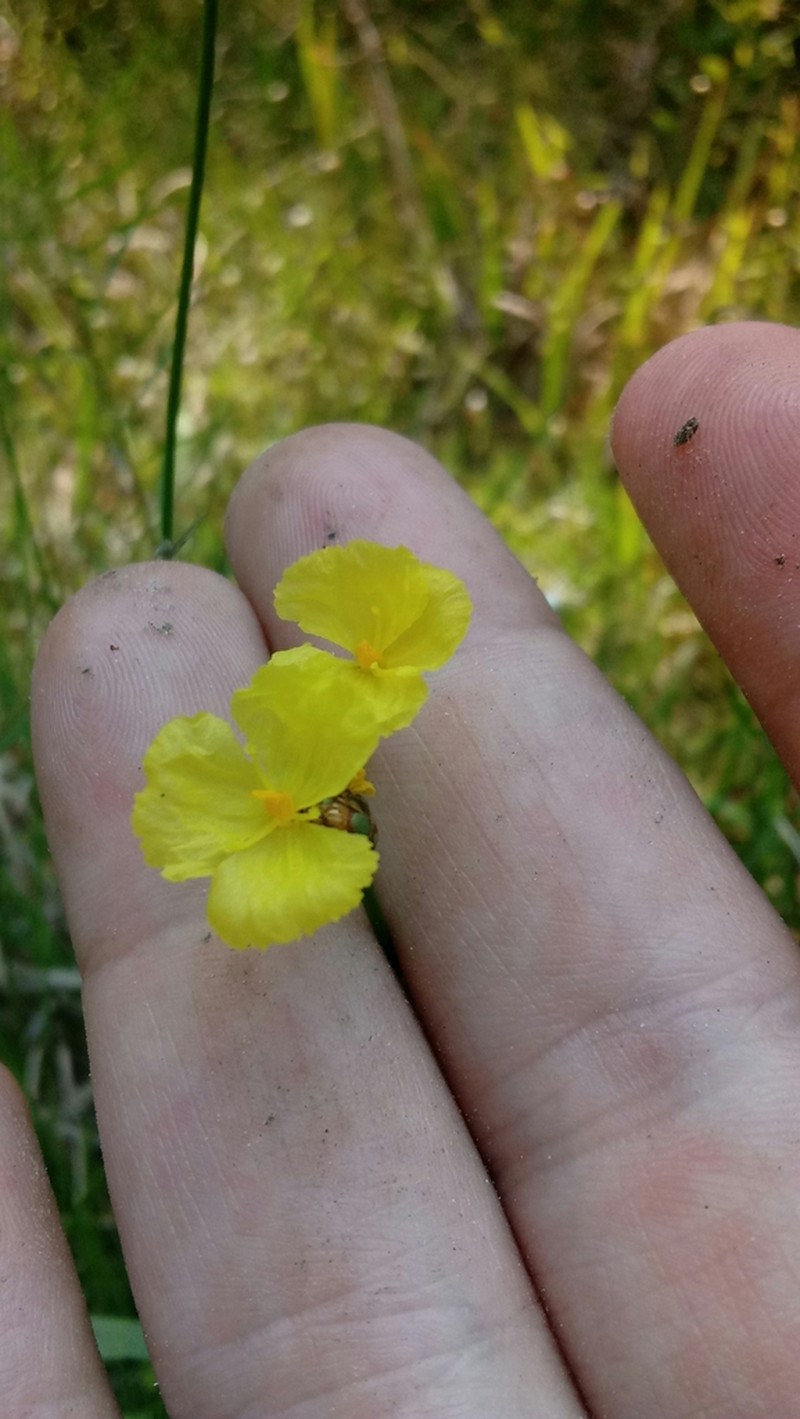 Baldwin's Yelloweyed Grass photo 7