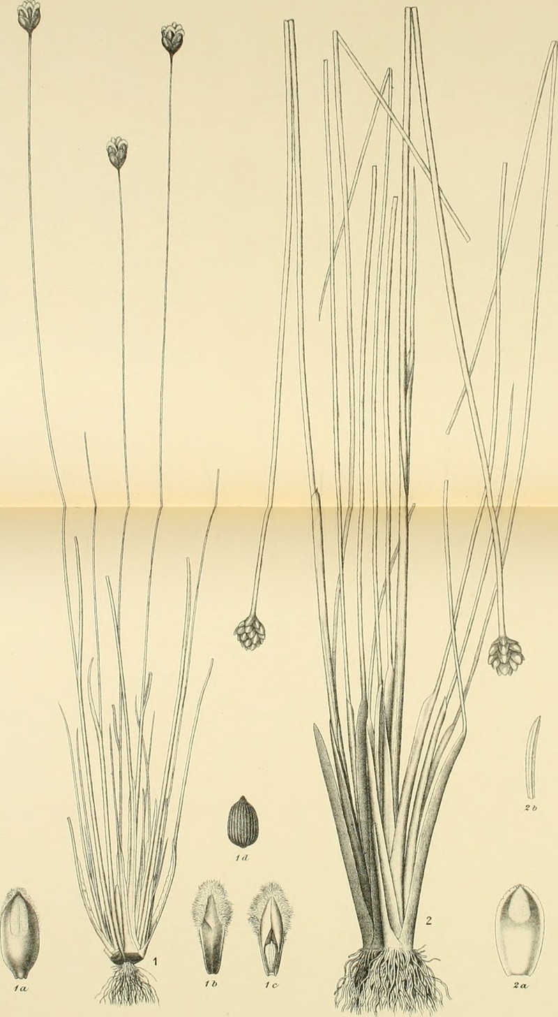 Baldwin's Yelloweyed Grass photo 2