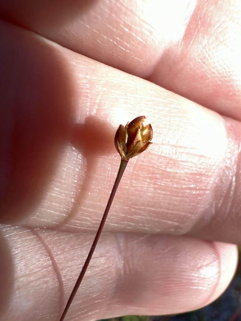 Shortleaf Yelloweyed Grass photo 3