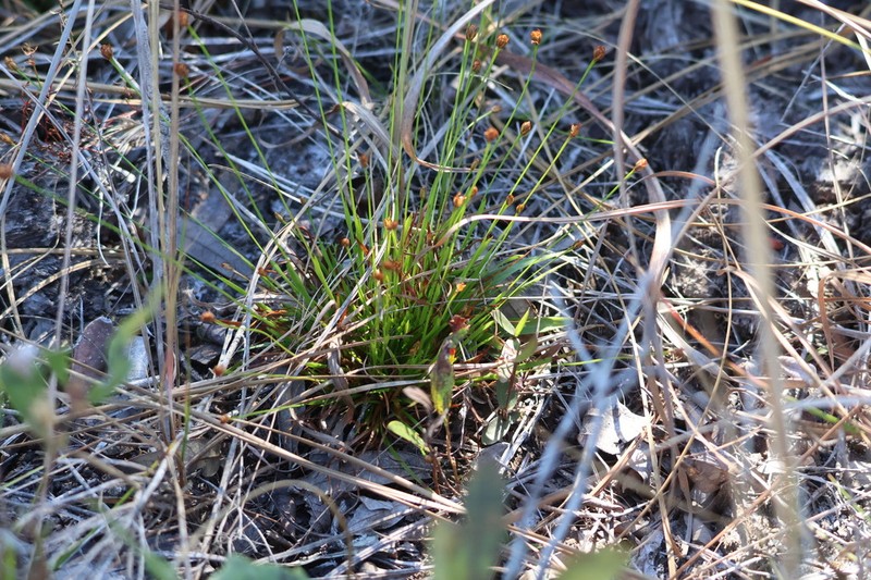 Shortleaf Yelloweyed Grass photo 4