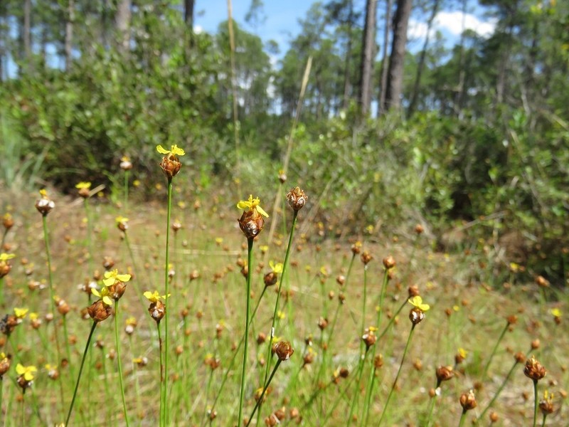 Shortleaf Yelloweyed Grass photo 5