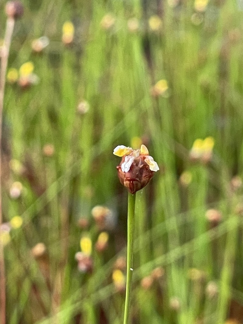 Shortleaf Yelloweyed Grass photo 6