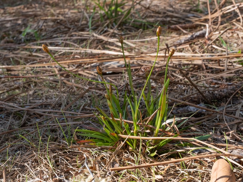 Shortleaf Yelloweyed Grass