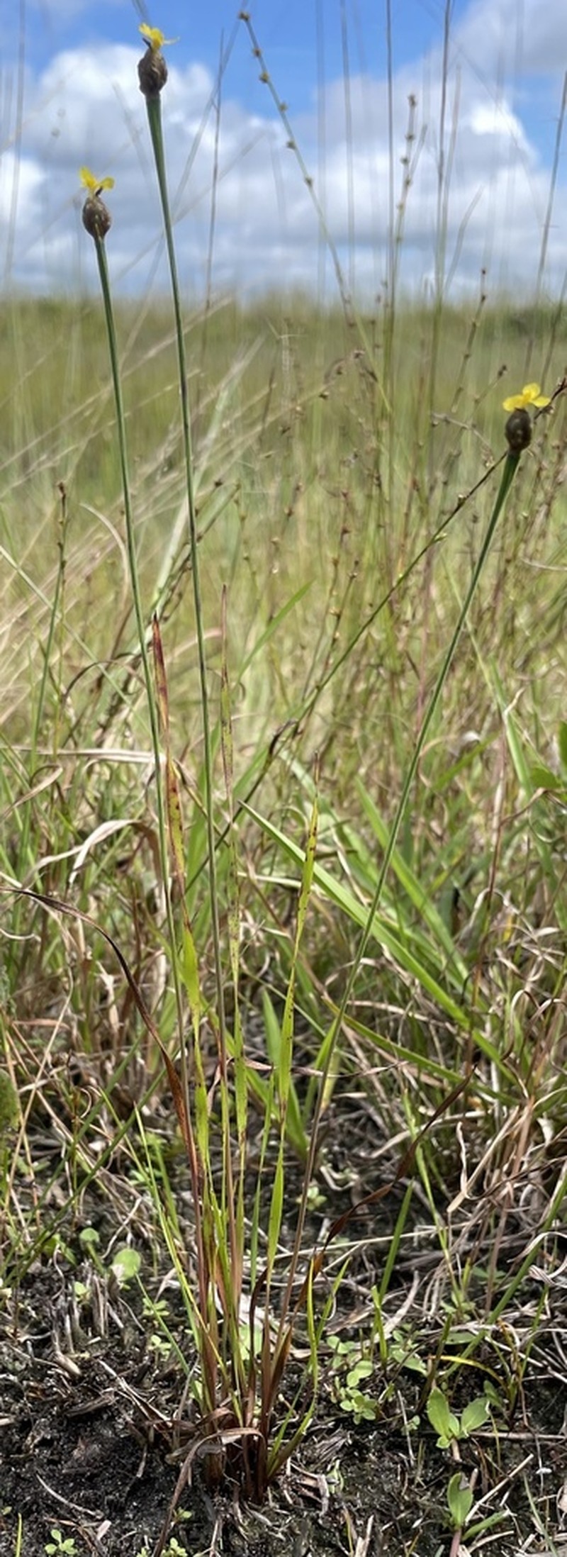 Marl Yelloweyed Grass