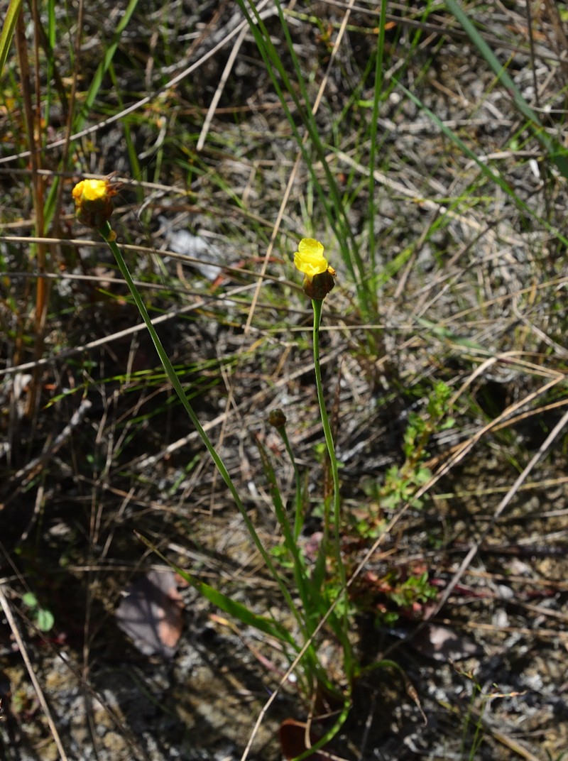 Marl Yelloweyed Grass photo 2