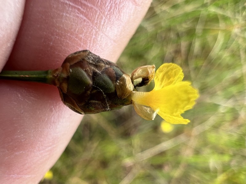 Marl Yelloweyed Grass photo 4