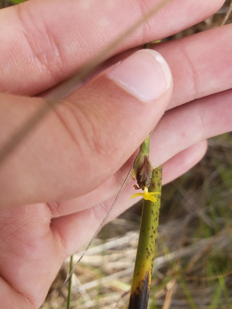 Marl Yelloweyed Grass photo 5