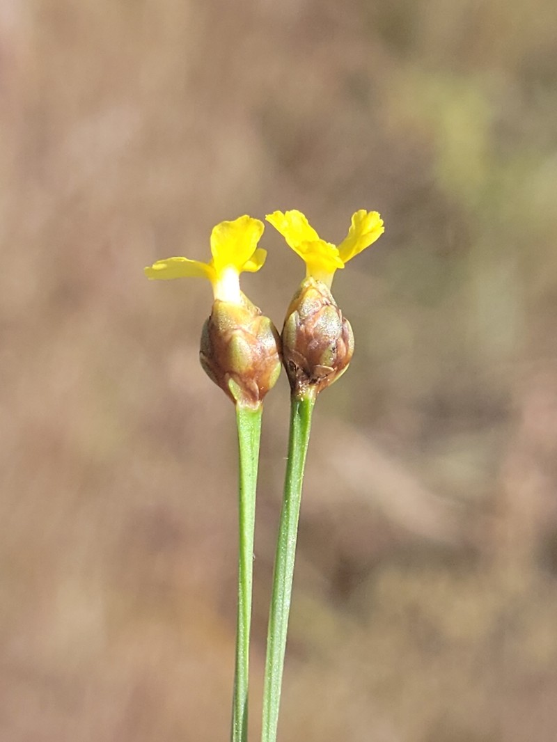 Marl Yelloweyed Grass photo 6