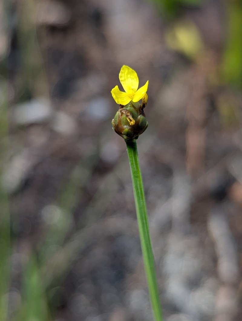 Marl Yelloweyed Grass photo 7