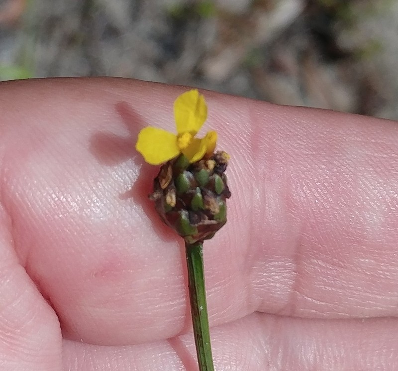 Marl Yelloweyed Grass photo 8