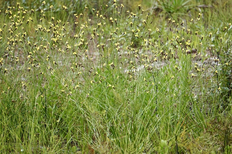 Carolina Yelloweyed Grass photo 2