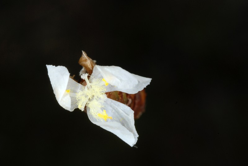 Carolina Yelloweyed Grass photo 3