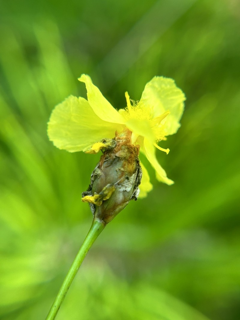 Carolina Yelloweyed Grass photo 4