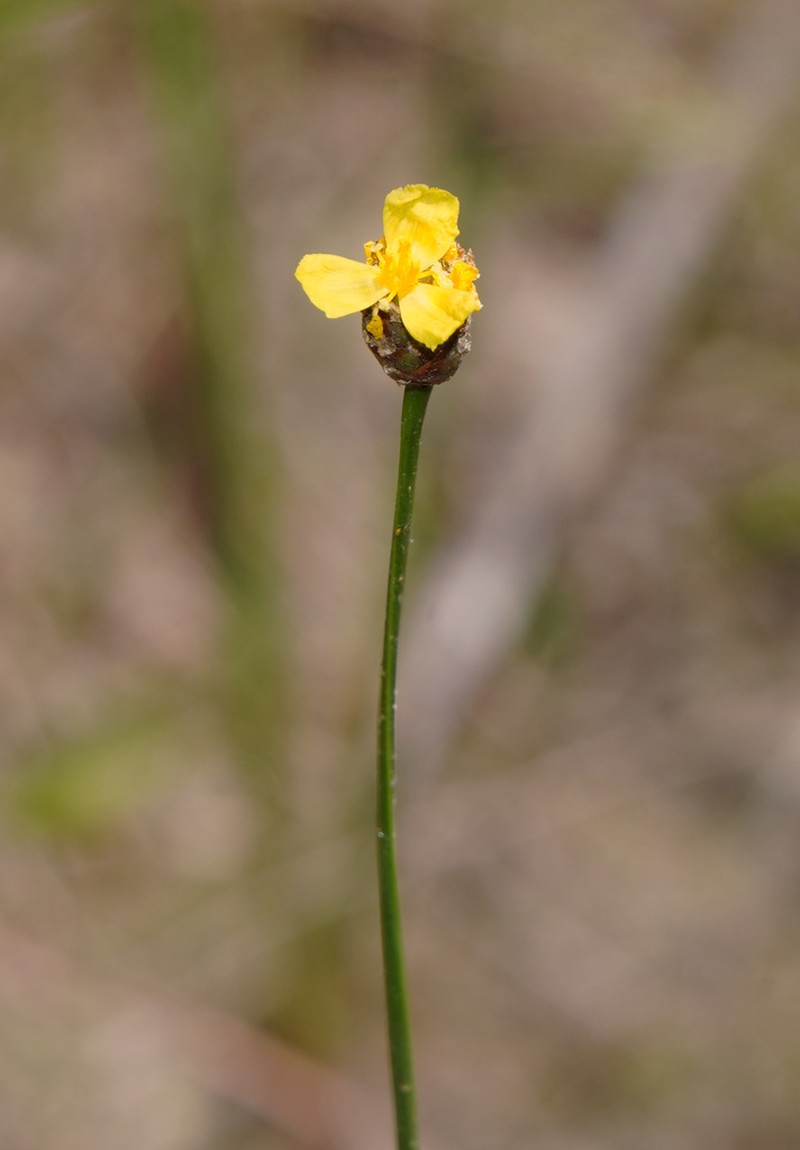 Carolina Yelloweyed Grass photo 6