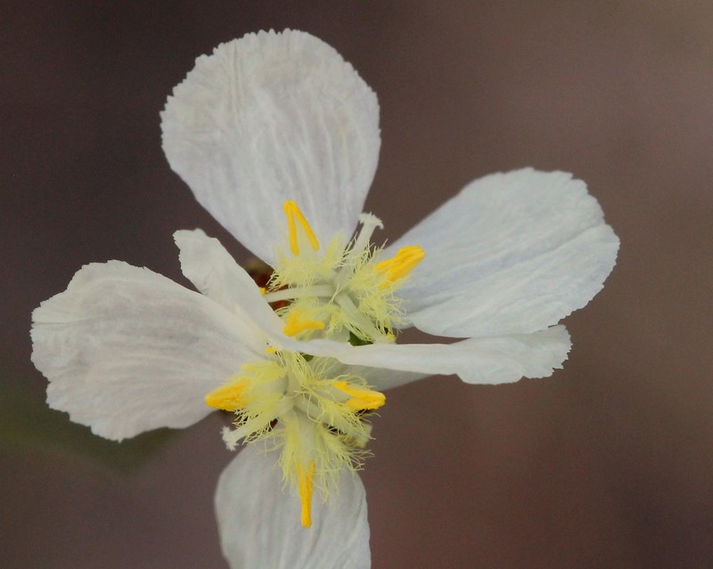 Carolina Yelloweyed Grass photo 7
