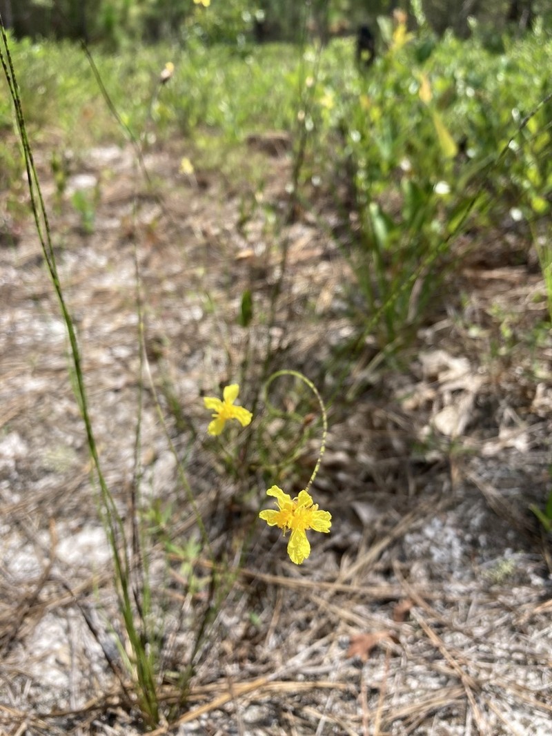 Carolina Yelloweyed Grass photo 8