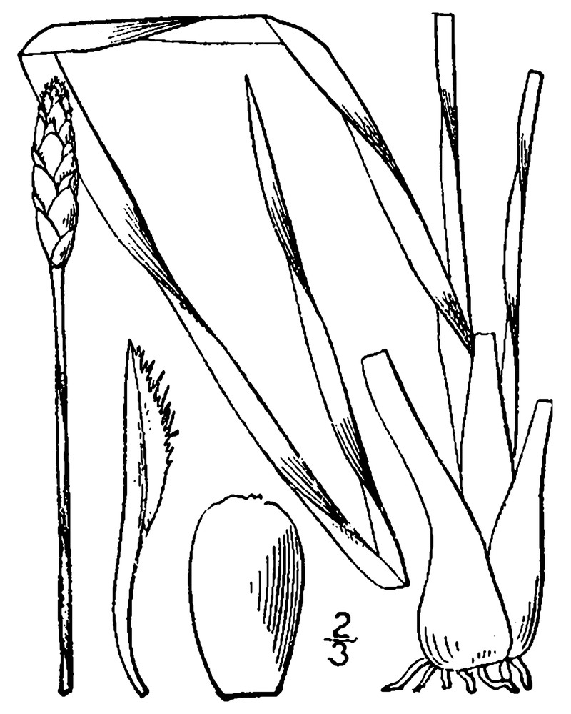 Carolina Yelloweyed Grass photo 5