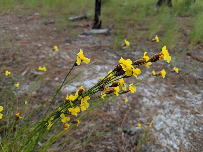 Carolina Yelloweyed Grass photo 3