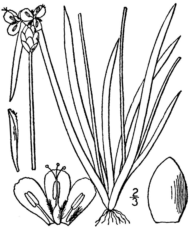 Carolina Yelloweyed Grass photo 4