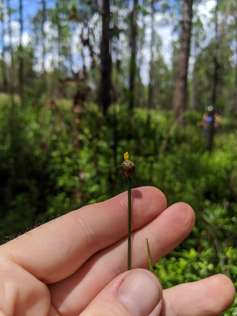 Chapman's Yelloweyed Grass