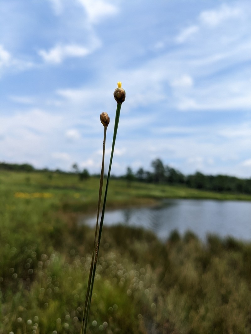Chapman's Yelloweyed Grass photo 3