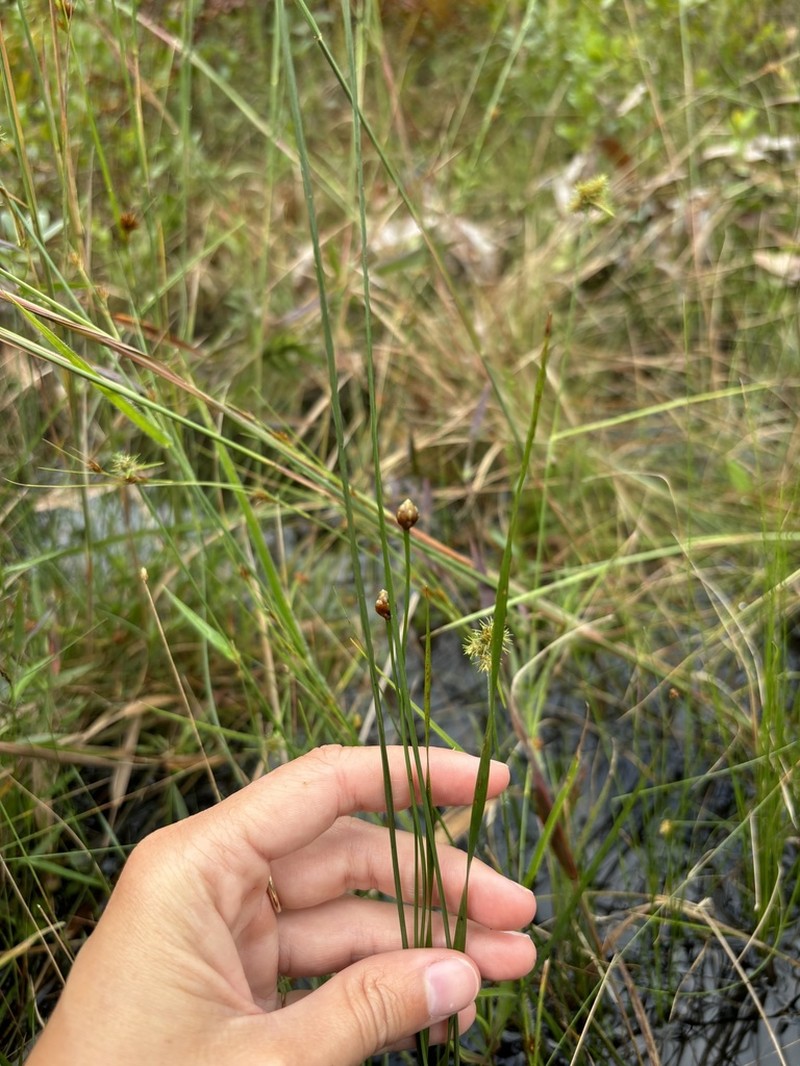 Chapman's Yelloweyed Grass photo 5