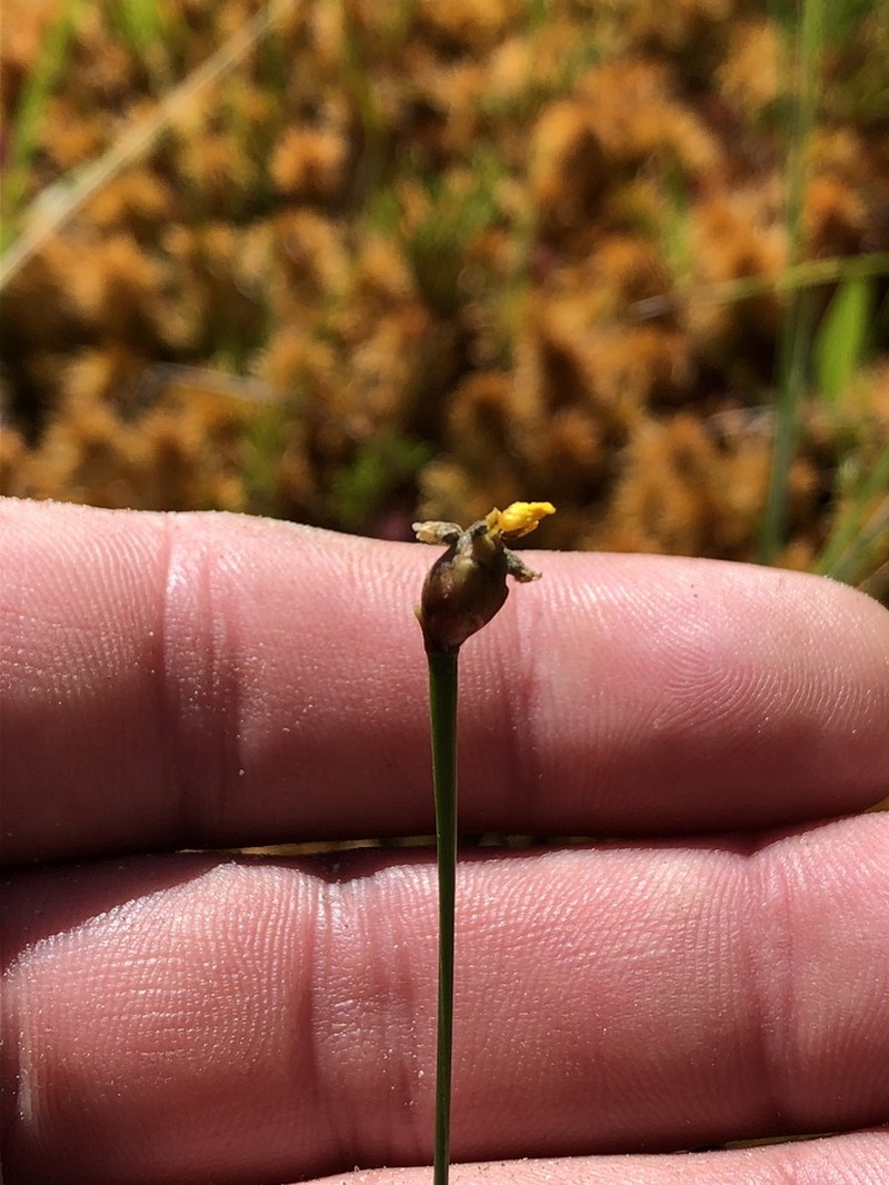 Chapman's Yelloweyed Grass photo 8