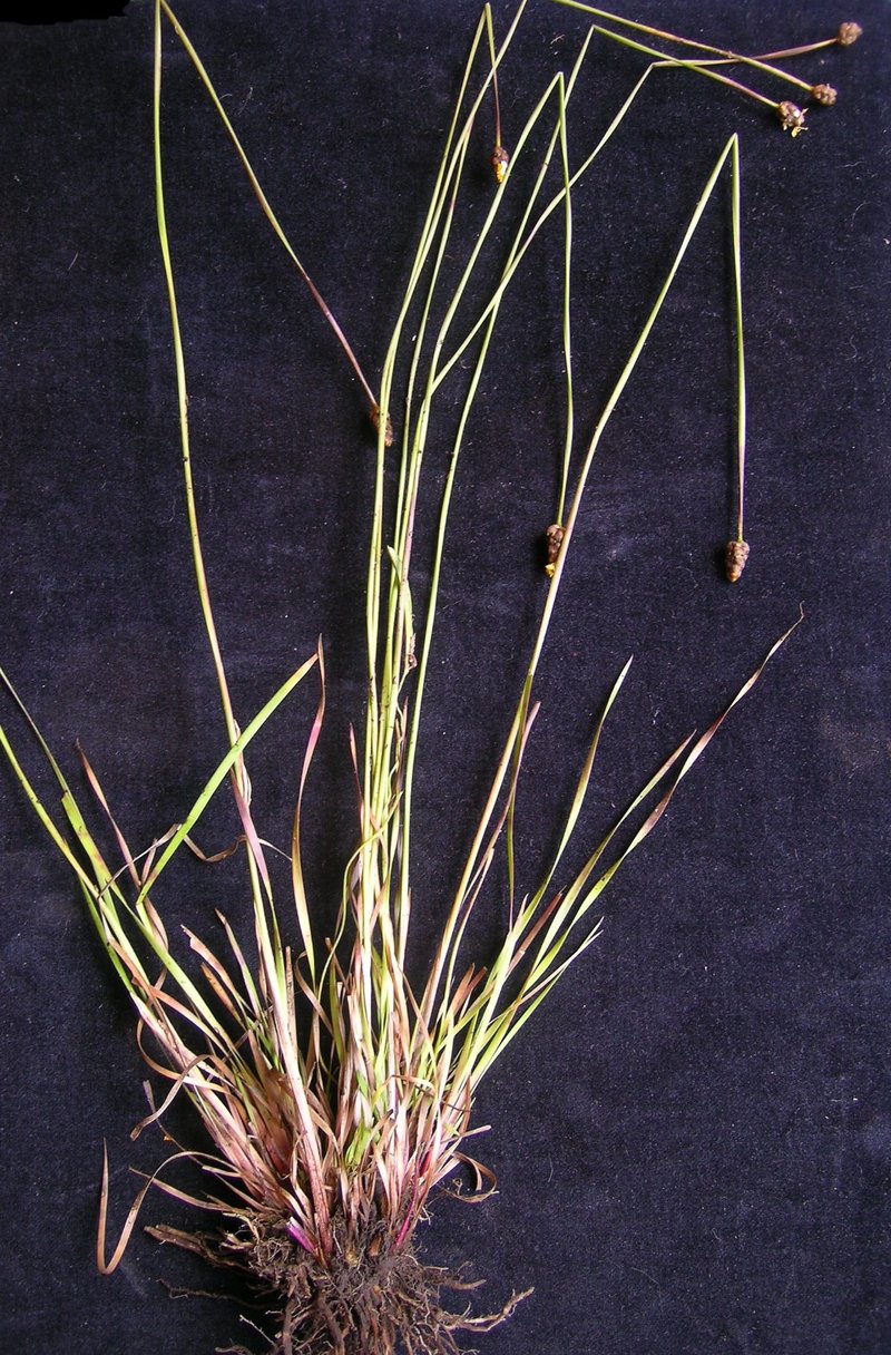 Hawai'I Yelloweyed Grass photo 5