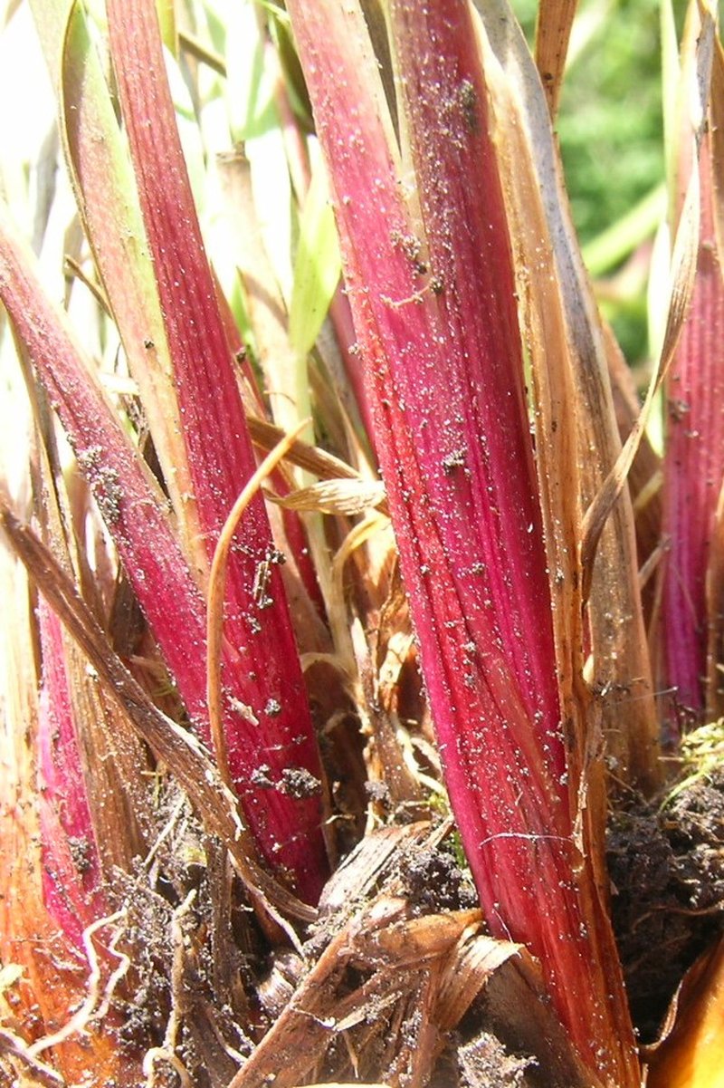 Hawai'I Yelloweyed Grass photo 6