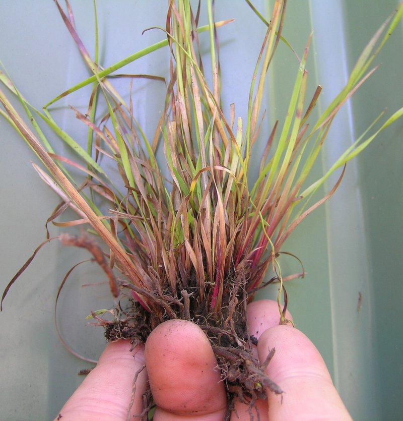 Hawai'I Yelloweyed Grass photo 7