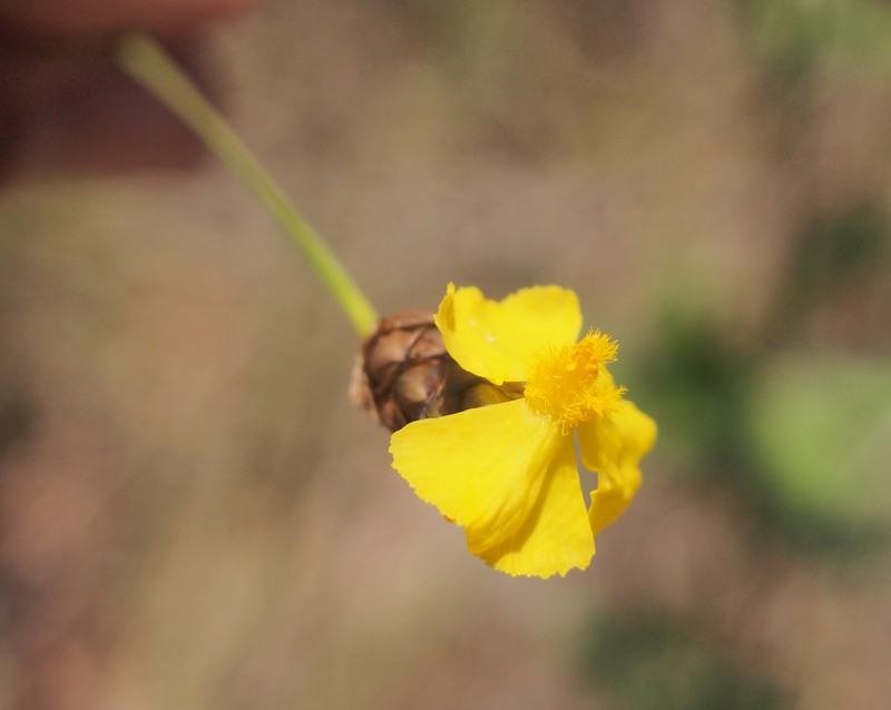 Hawai'I Yelloweyed Grass photo 2