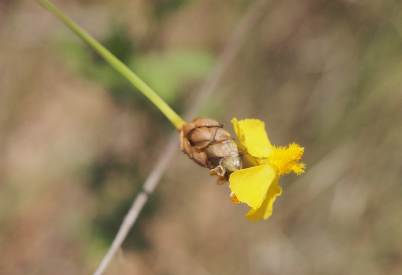 Hawai'I Yelloweyed Grass photo 3