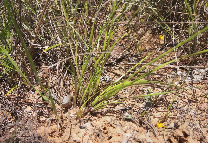 Hawai'I Yelloweyed Grass photo 4