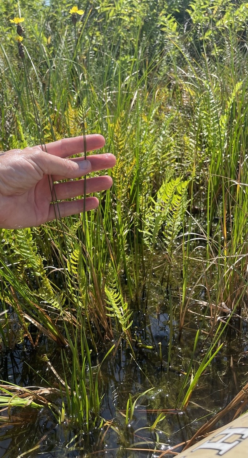 Correll's Yelloweyed Grass
