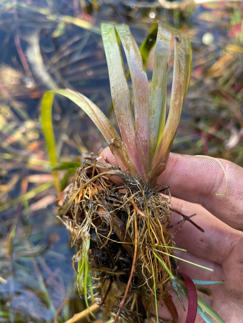 Correll's Yelloweyed Grass photo 3