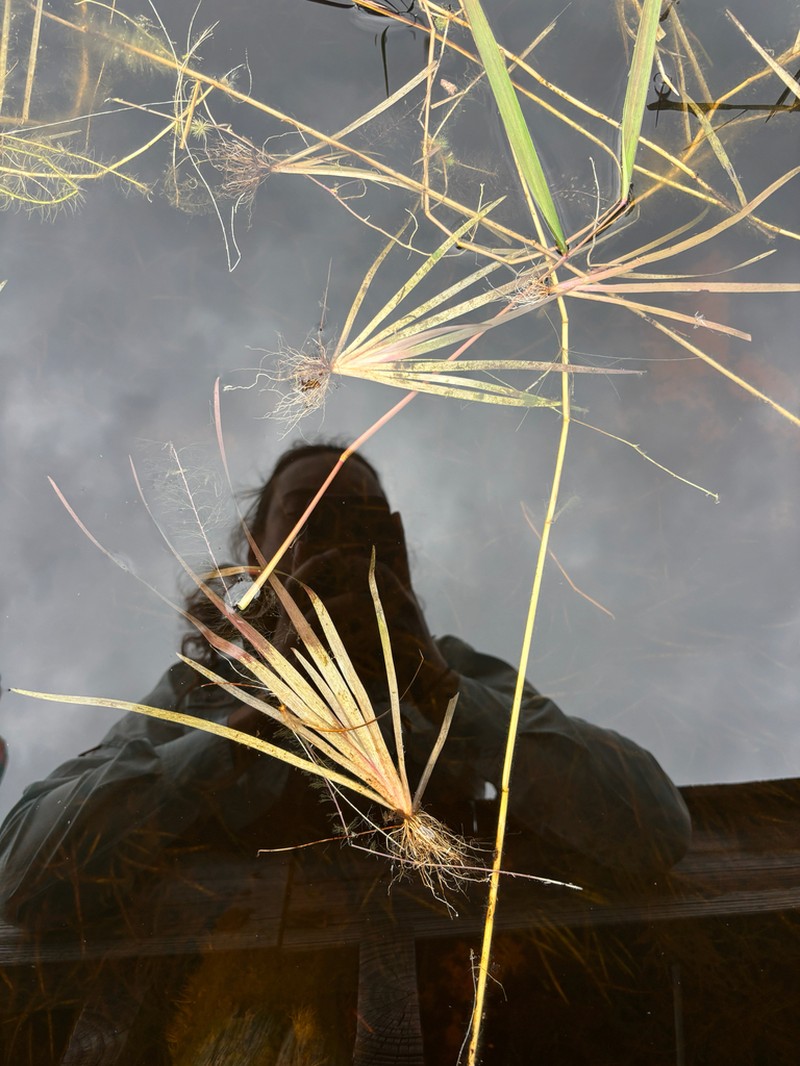 Correll's Yelloweyed Grass photo 4
