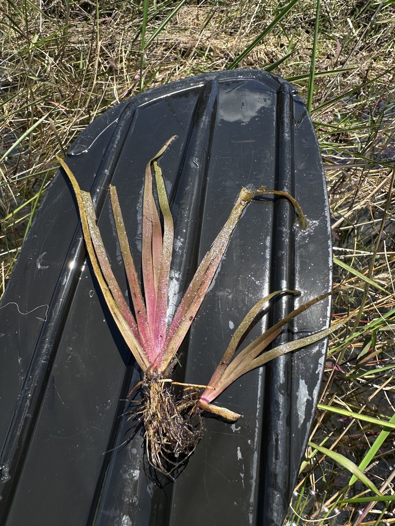Correll's Yelloweyed Grass photo 8