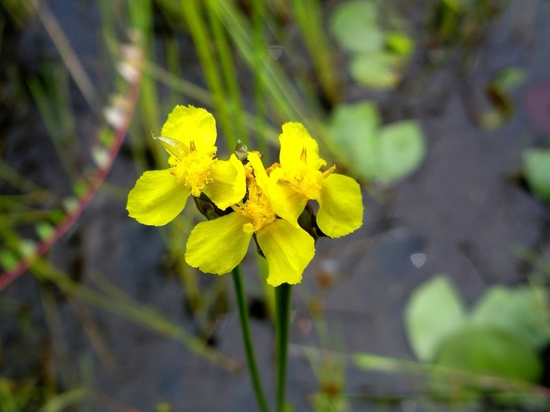 Bog Yelloweyed Grass