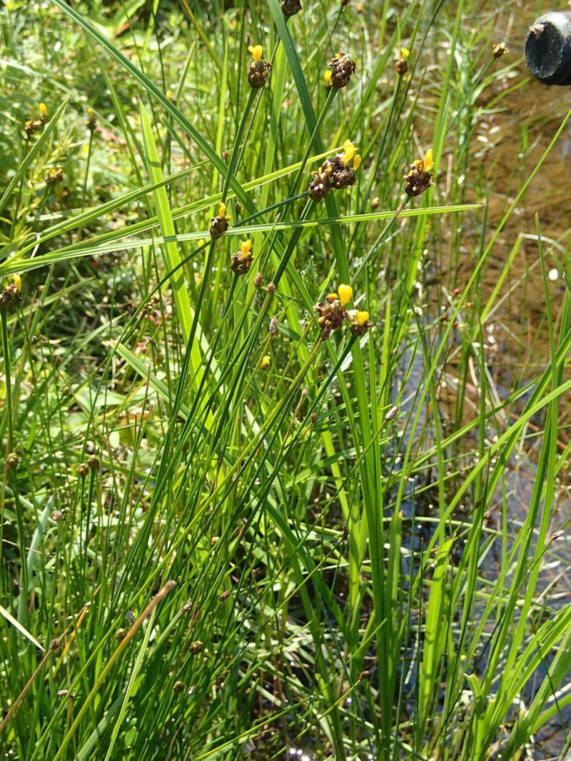 Bog Yelloweyed Grass photo 2