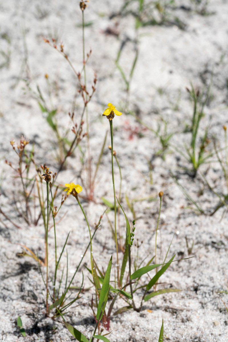 Bog Yelloweyed Grass photo 3